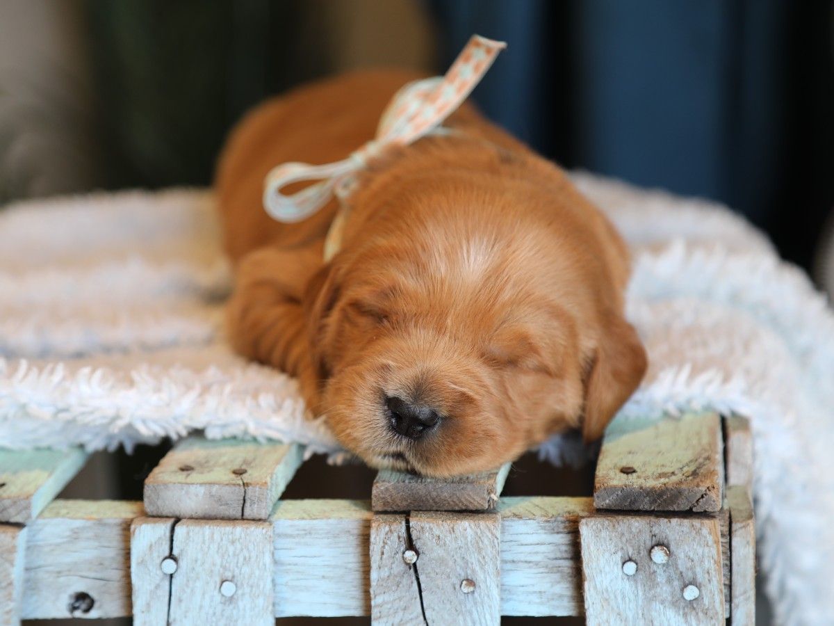 Alexander (2) (1).JPG