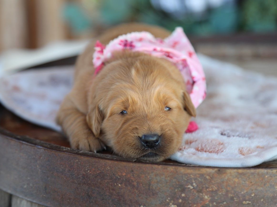 hazel (4).JPG