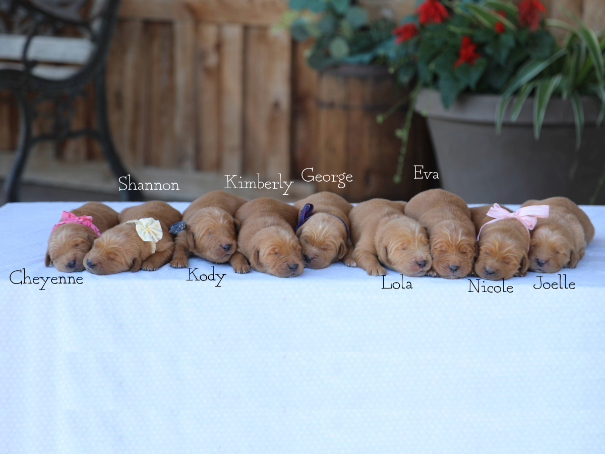 Elsie's Babies