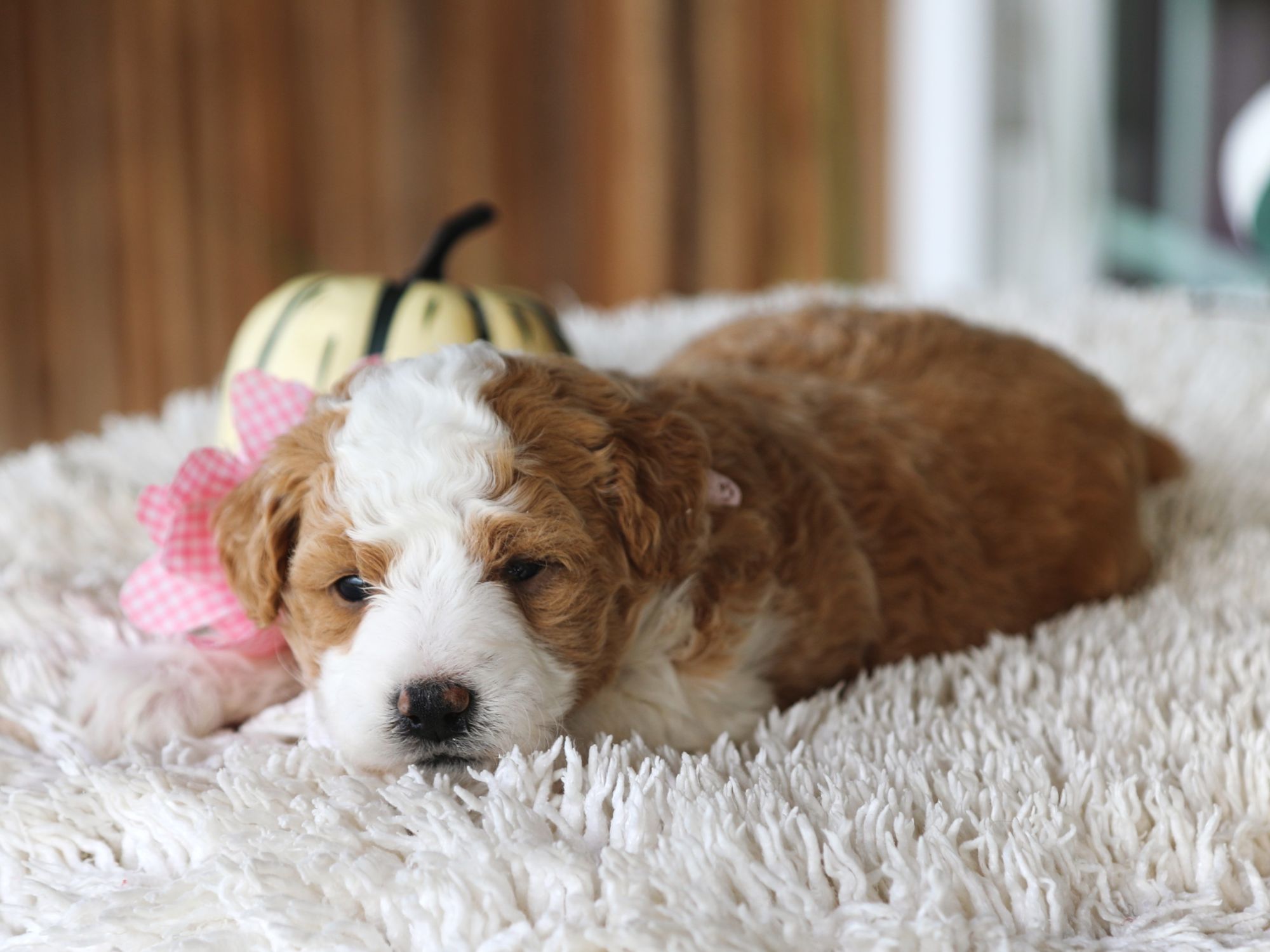 Lilo (4).JPG