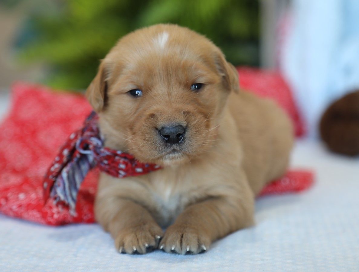 Bruno - Click to meet