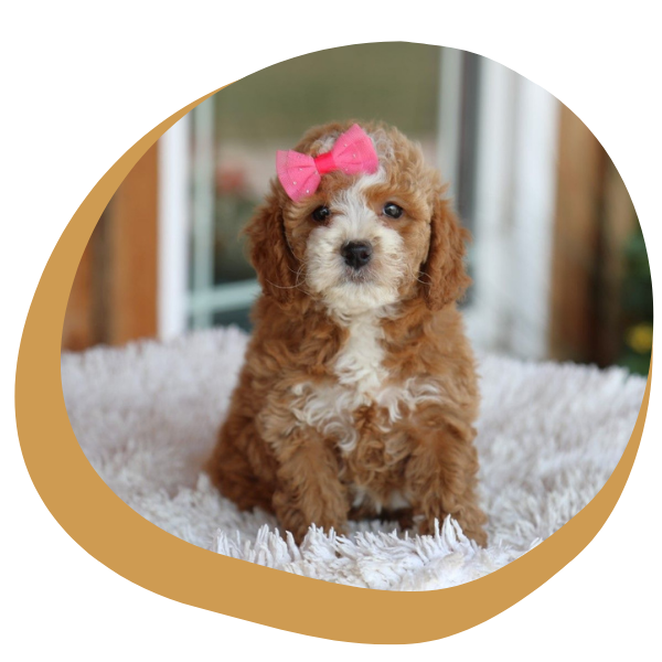 Doodle Puppies for Sale - Image 1.png