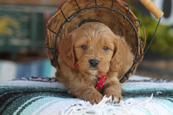 Long Beach, California FREDDY • HOMED