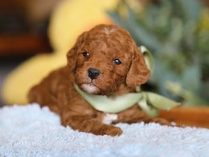 Waffles • click to meet