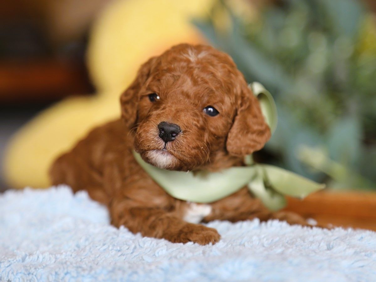 Waffles • click to meet