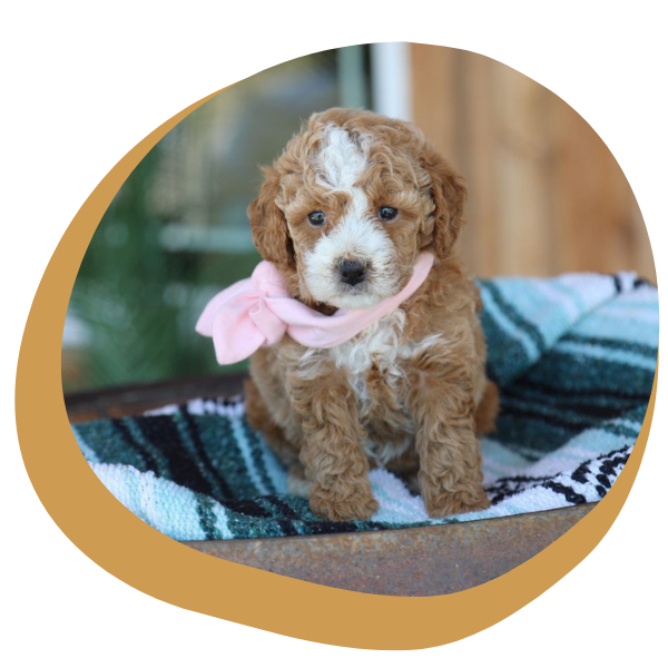 Doodle Puppies for Sale - Image 4.png