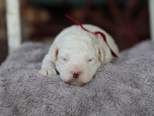Chloe • Reserved • Judsonia AZ