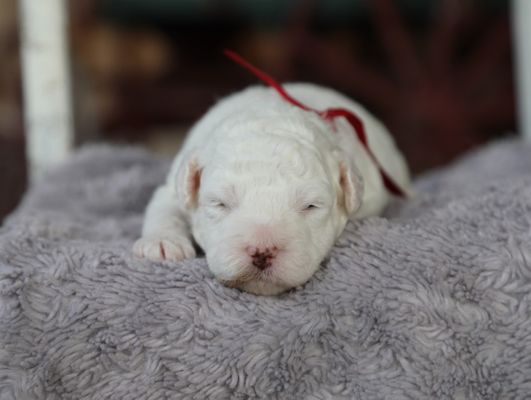Chloe • Reserved • Judsonia AZ