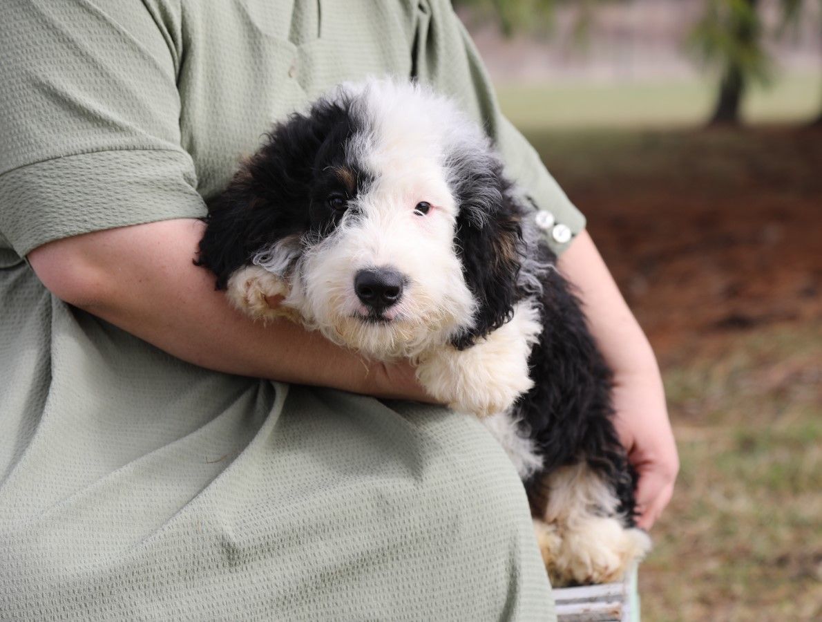  Wisdom - Click to meet