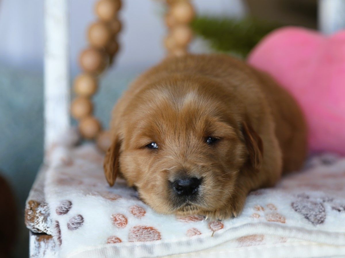 Rocket • Click to meet