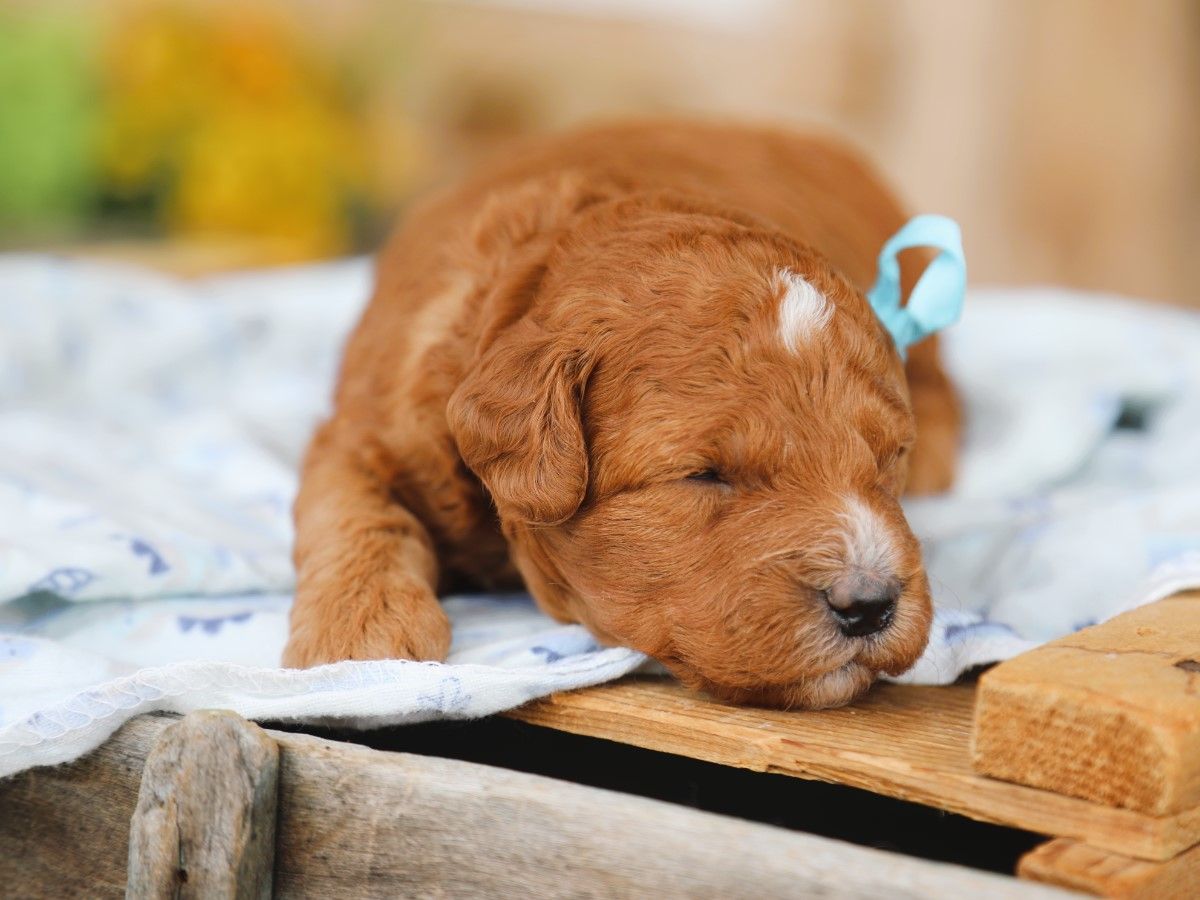 Fudge (3).JPG