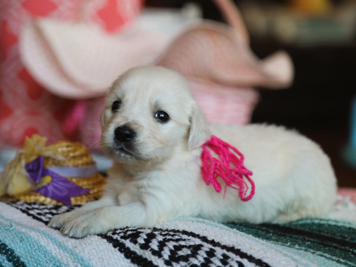 Jubilee (2).JPG