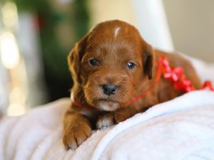 Cutie • click to meet