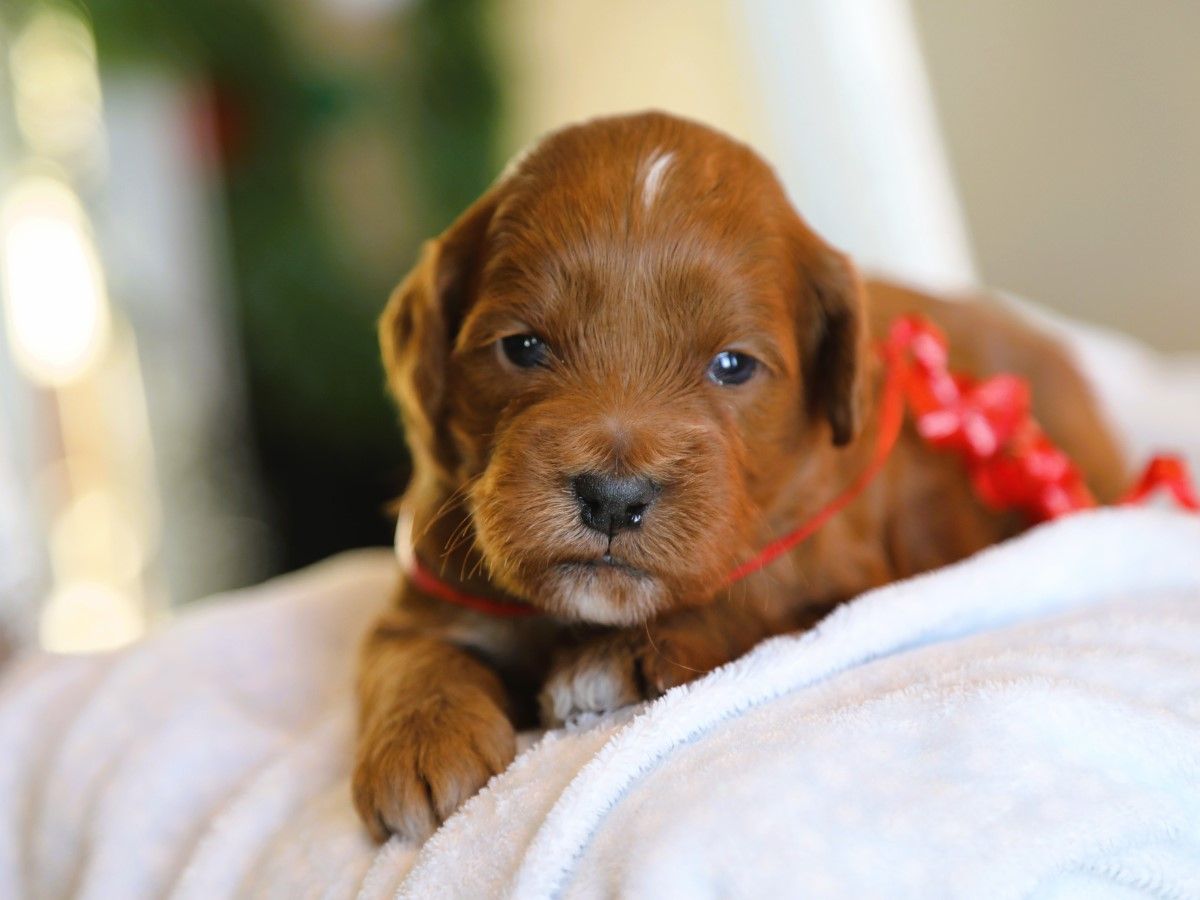 Cutie • click to meet