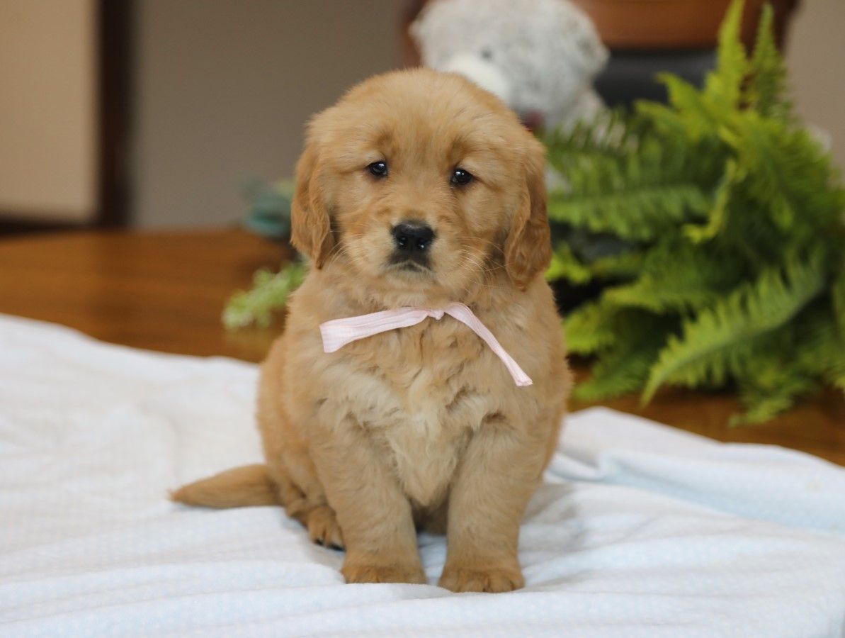  Cinderella • click to meet