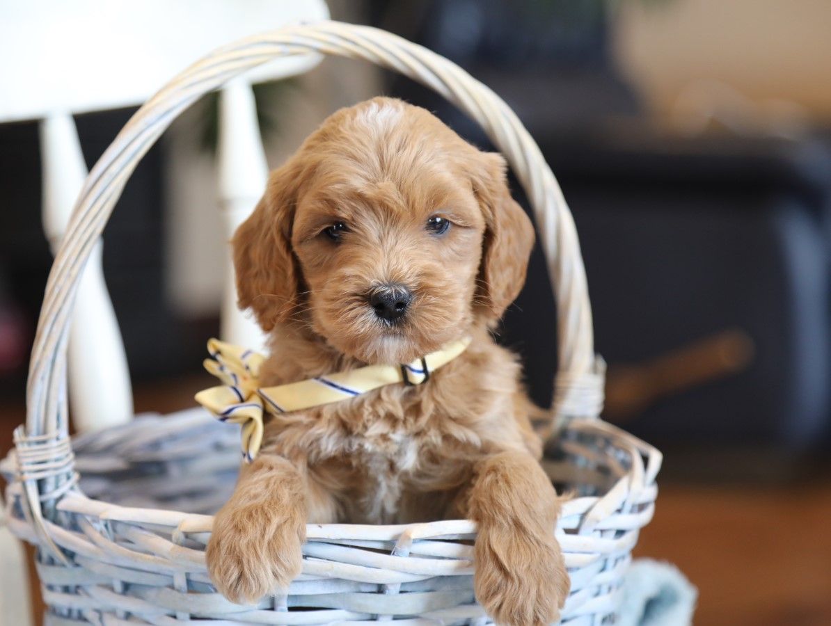 Dudley (4).JPG