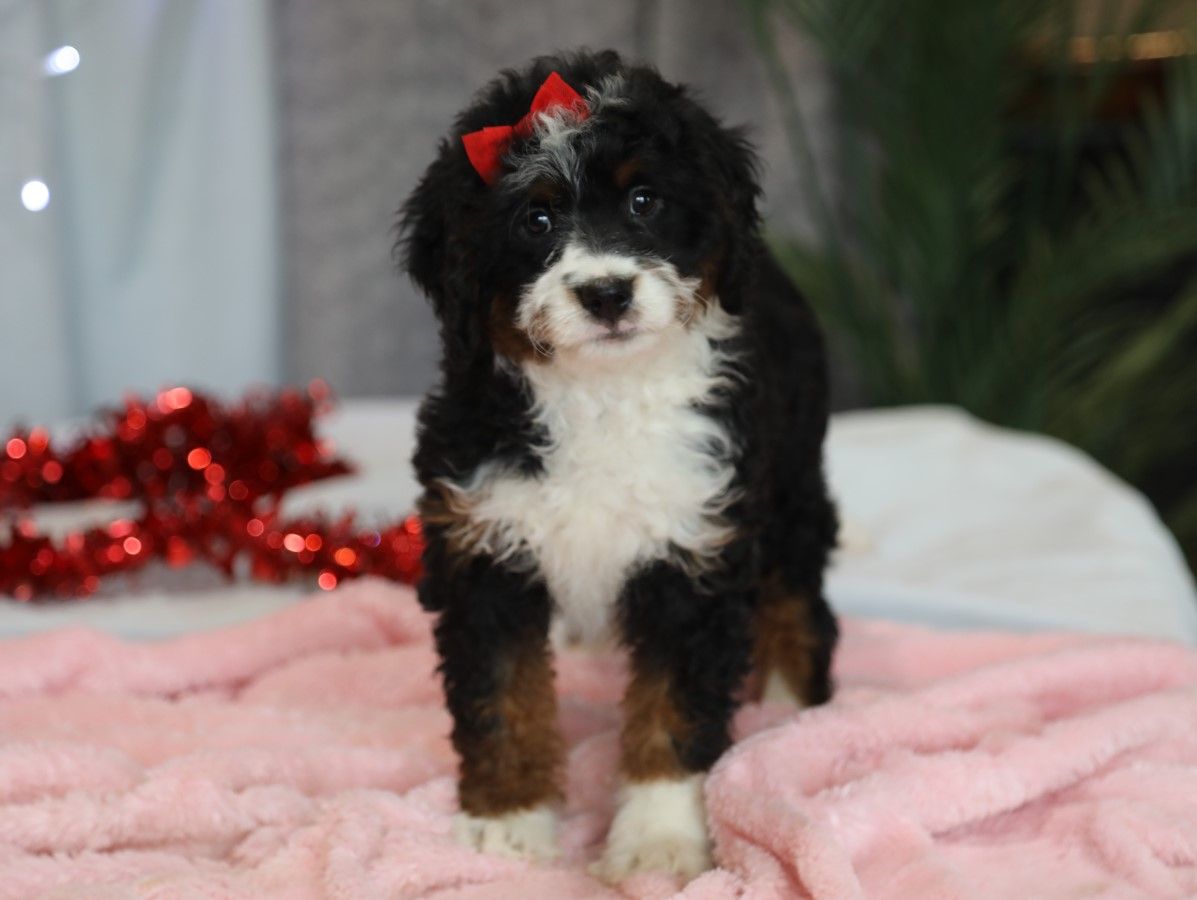  Twila - click to meet