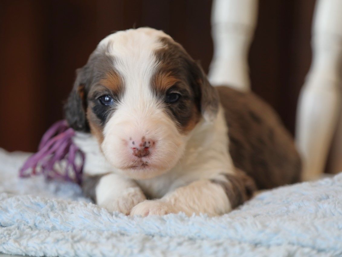 Hailey - click to meet
