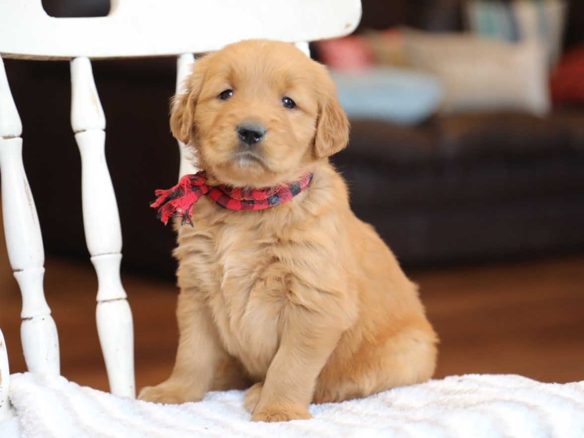  Simba - Click to meet