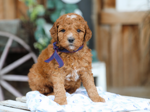  Fudge • click to meet