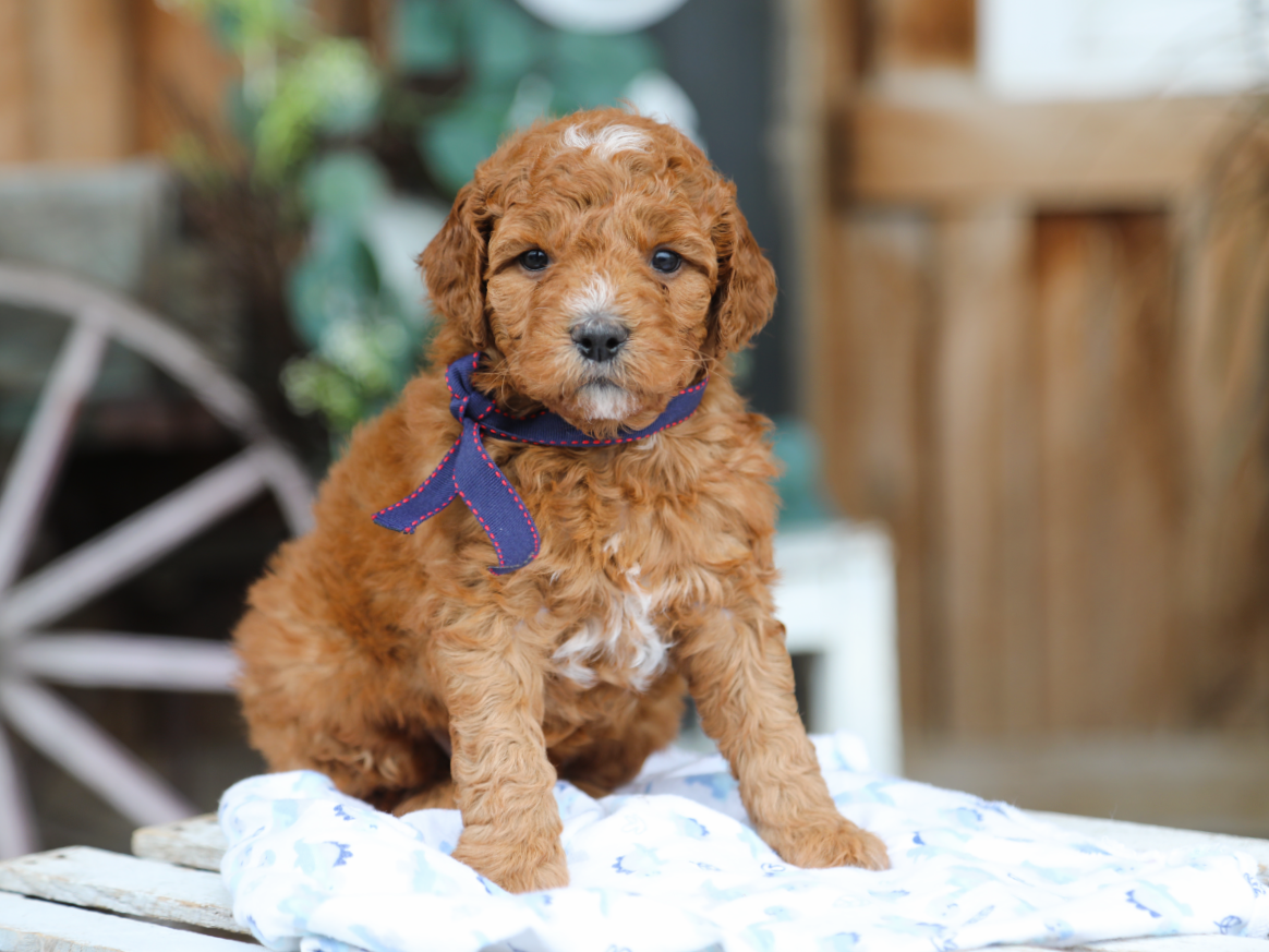  Fudge • click to meet