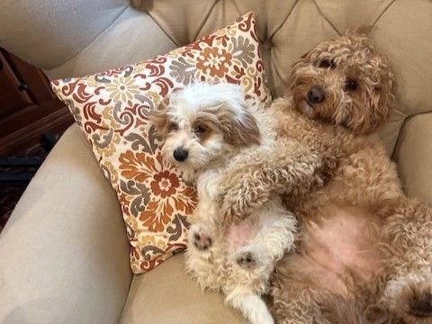 At home with his Wildwood brother in Encinitas, CA! RAMBO • HOMED