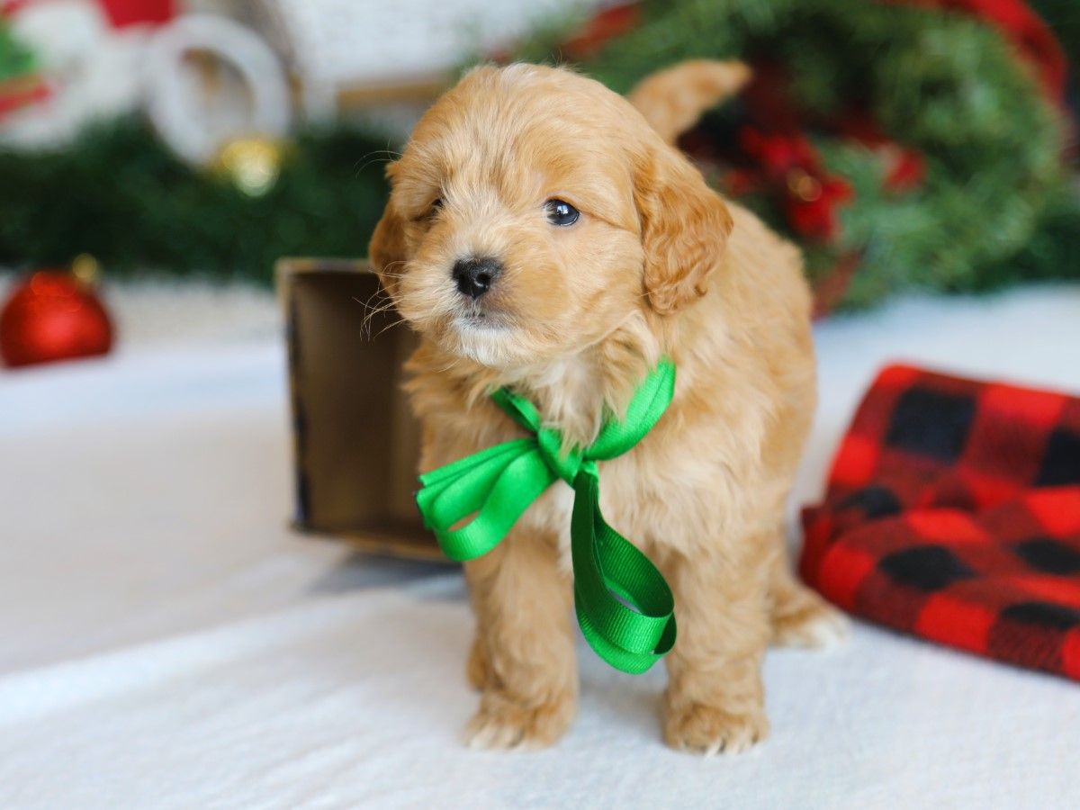  Ned • click to meet