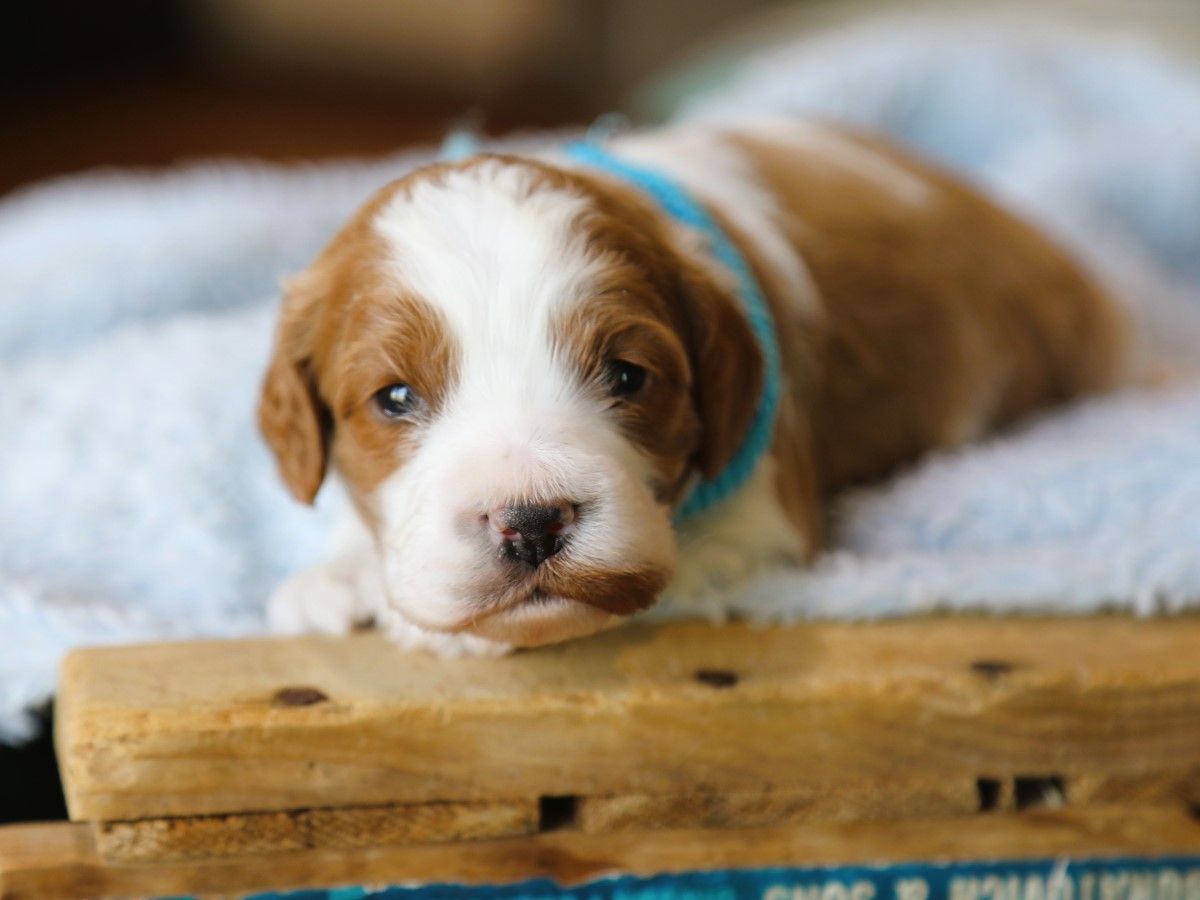 Tucker (2).JPG