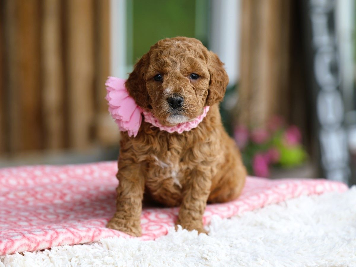 Primrose (1).JPG