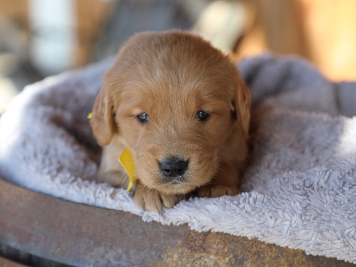 Louie (1).JPG