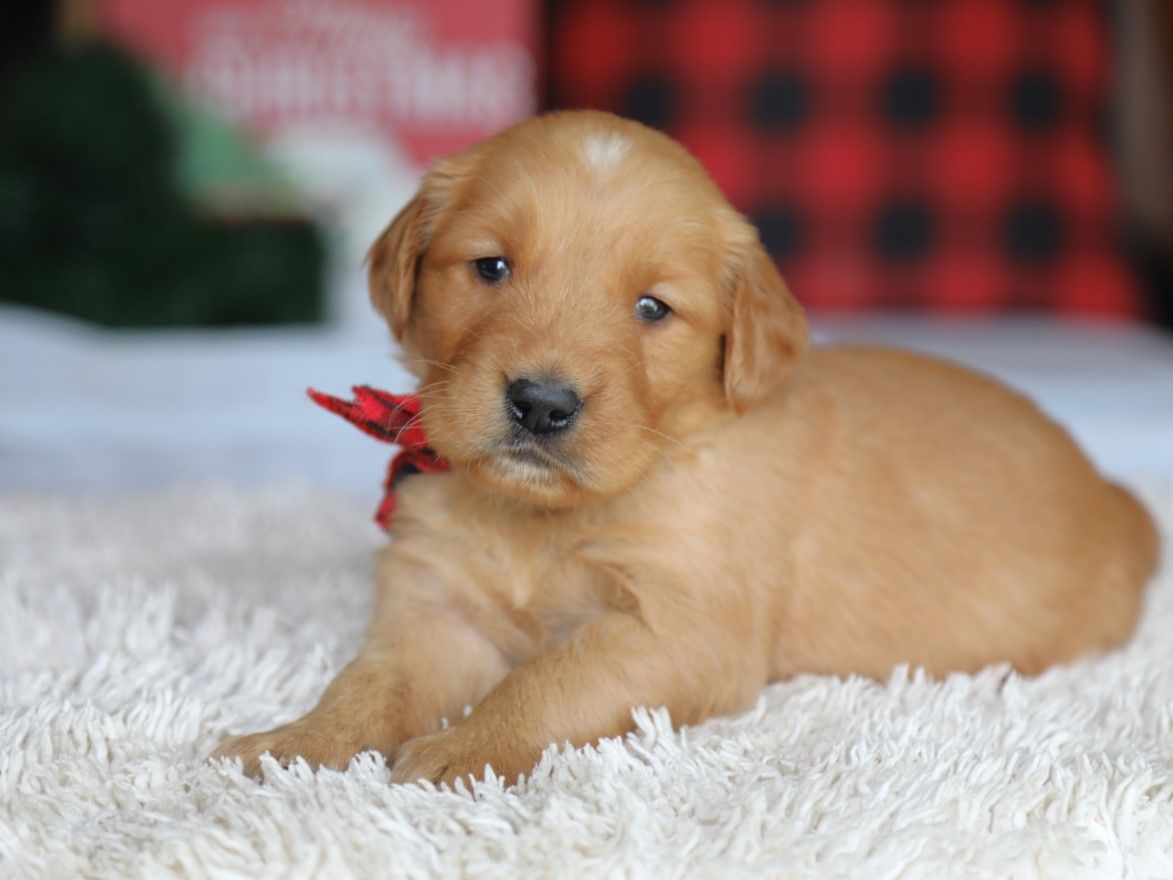 Brock - Click to meet