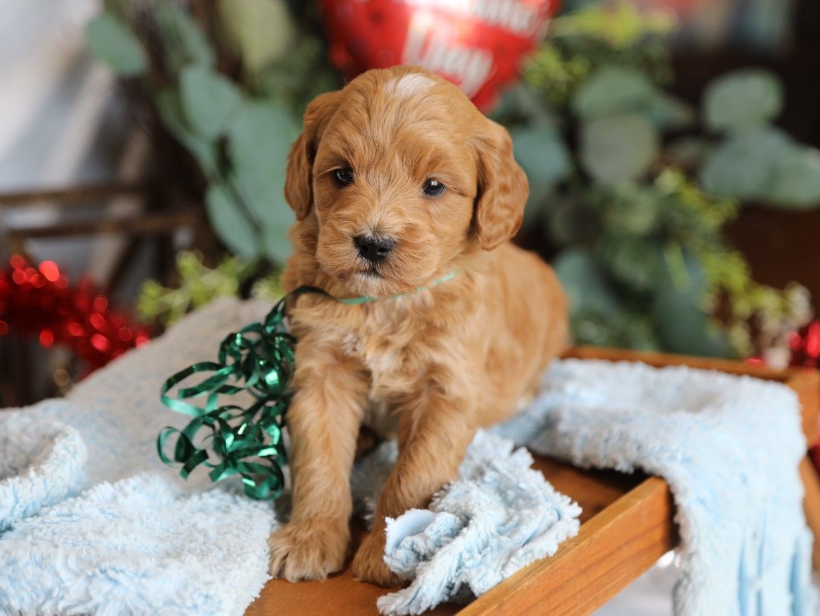 Dudley (3).JPG