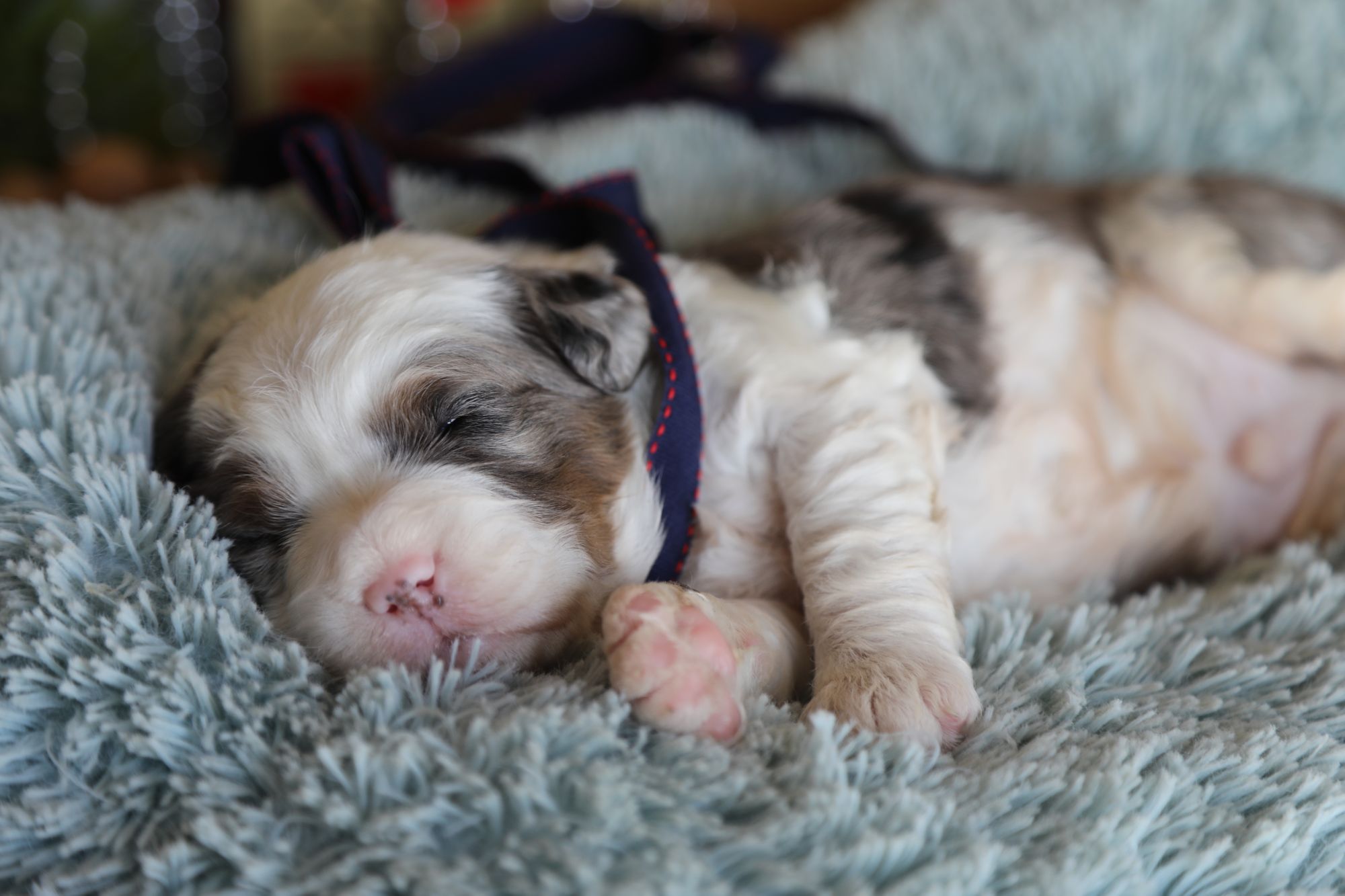 Ripley • Click to Meet