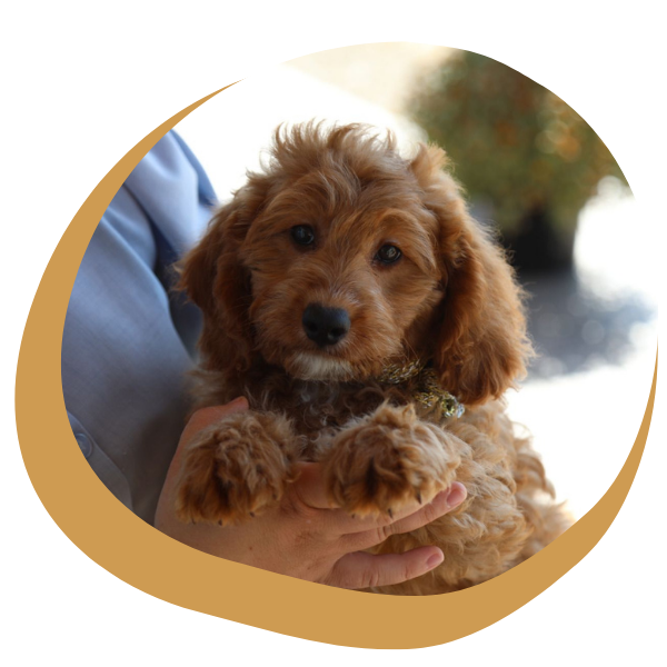 Goldendoodle Puppies for Sale - Image 1.png