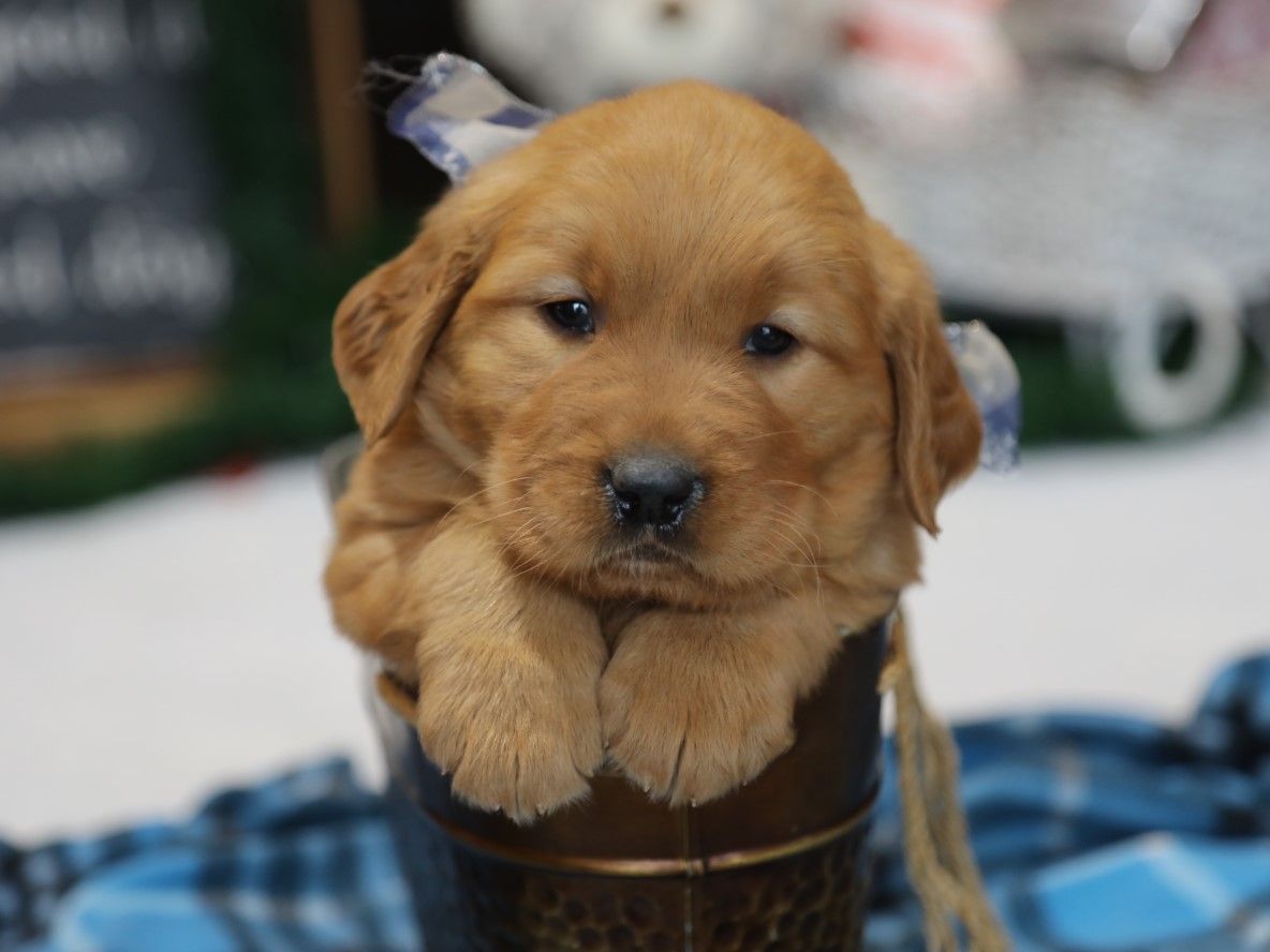  Cleo - Click to meet