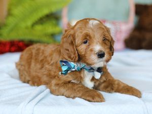 Trusty • click to meet