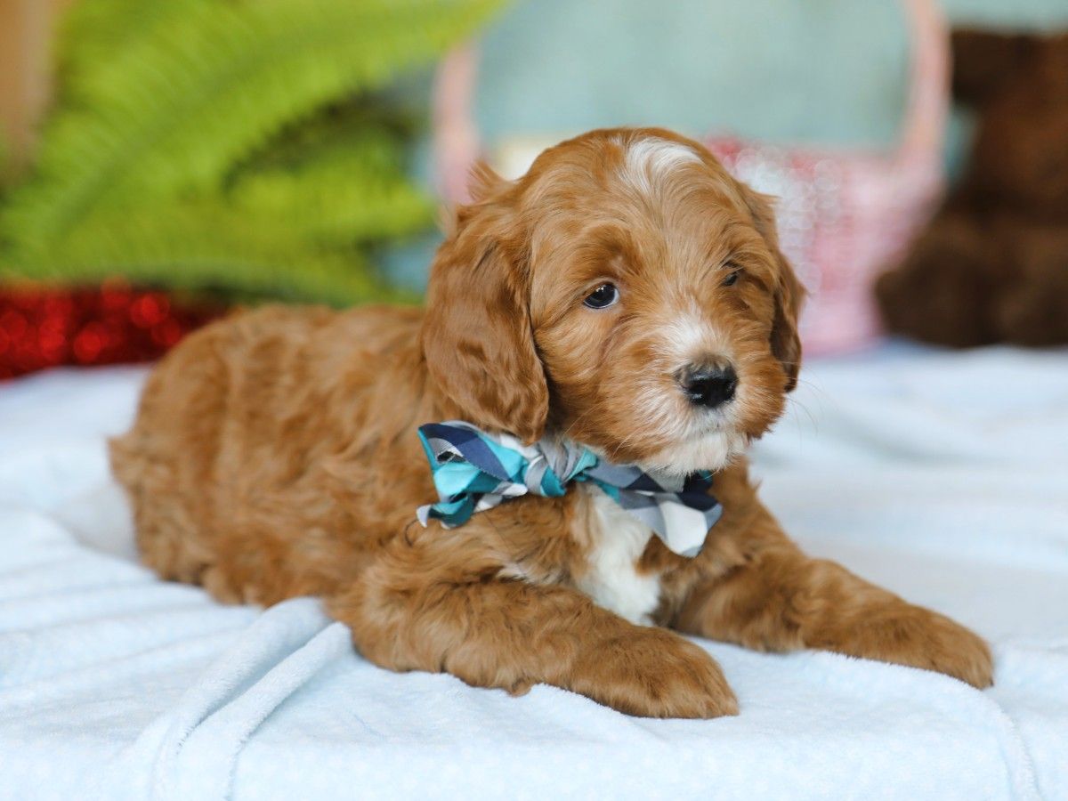 Trusty • click to meet