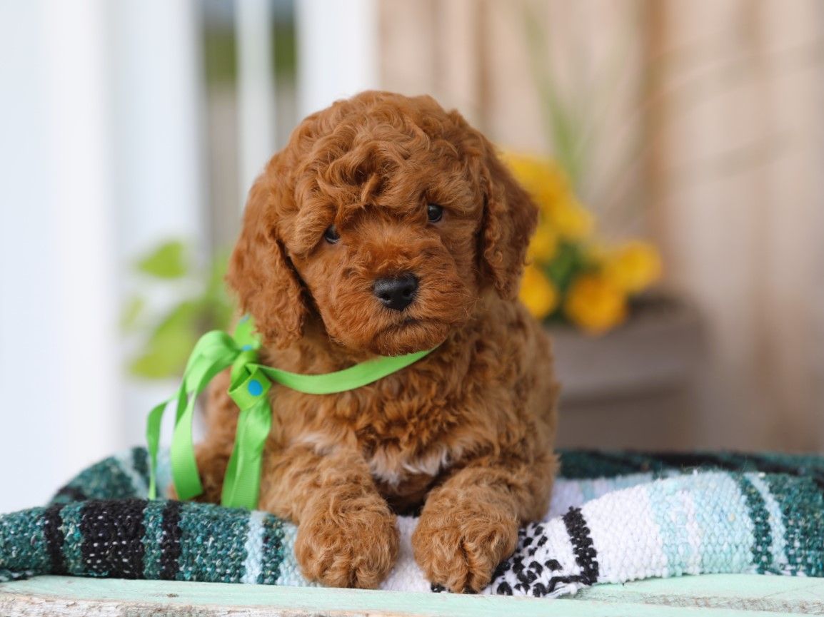 Theo (1).JPG