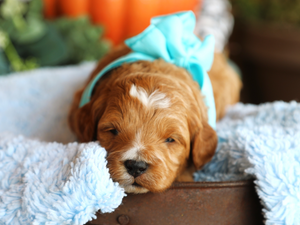 Aspen, a newborn red Mini Goldendoodle puppy in an aqua bow, resting his chin on a fluffy blue blanket Aspen: Male Mini Goldendoodle Puppy for Adoption