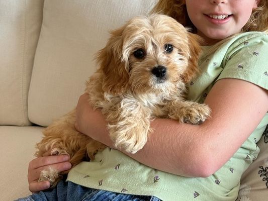 Dana Point, CA TEDDY BEAR • HOMED