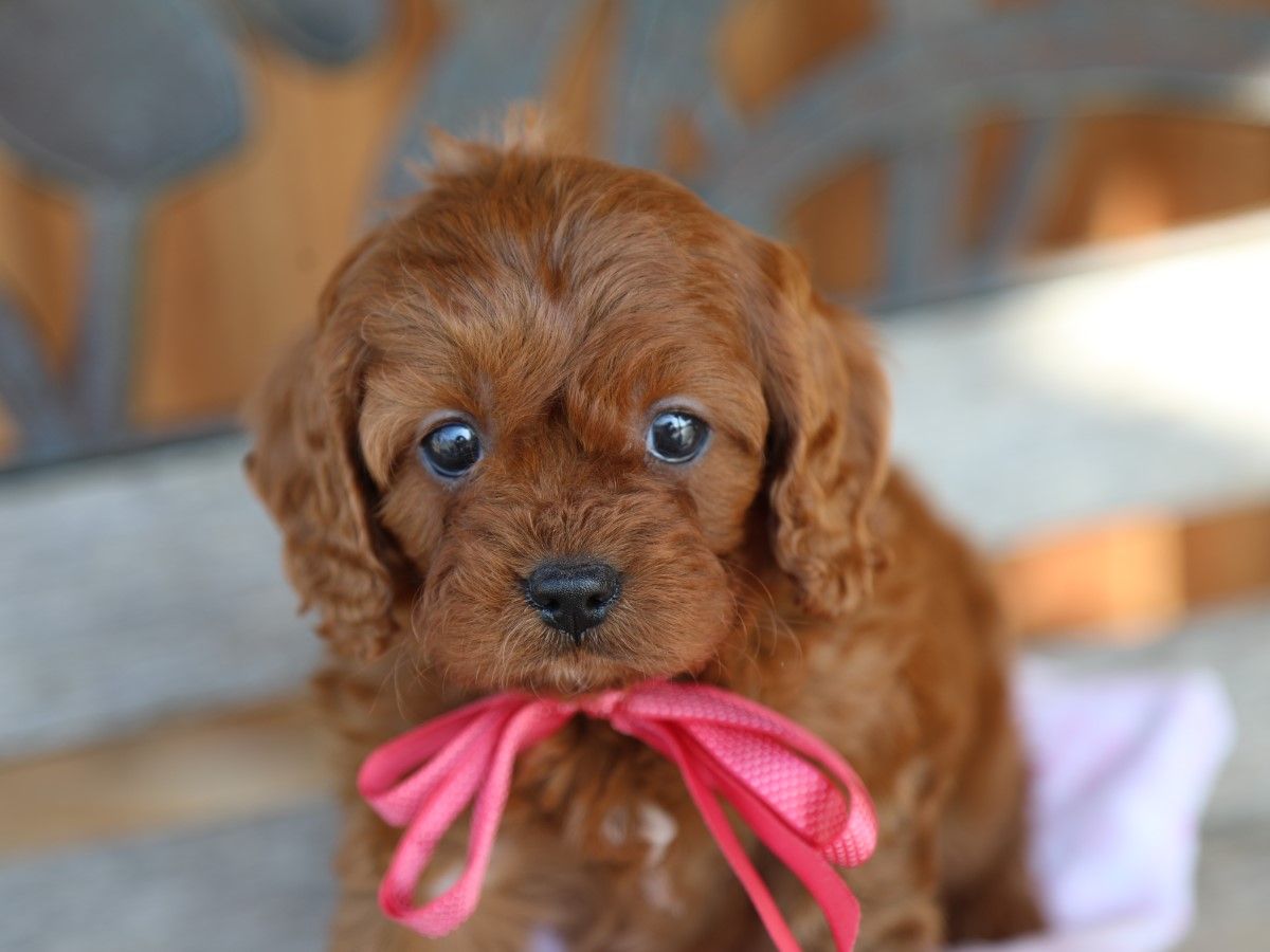 Indy (5).JPG