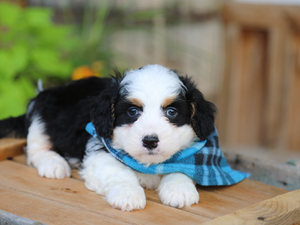 Winston-WWD • Click to meet
