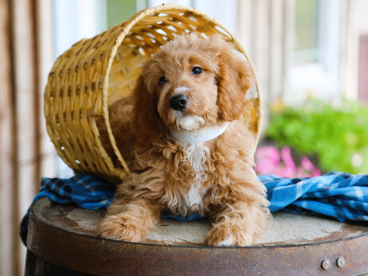 Baxter (1).png