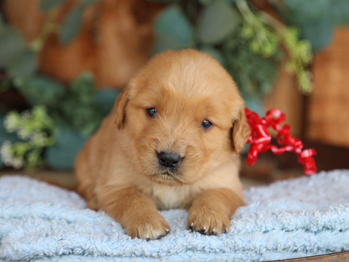 Reggie (4).JPG