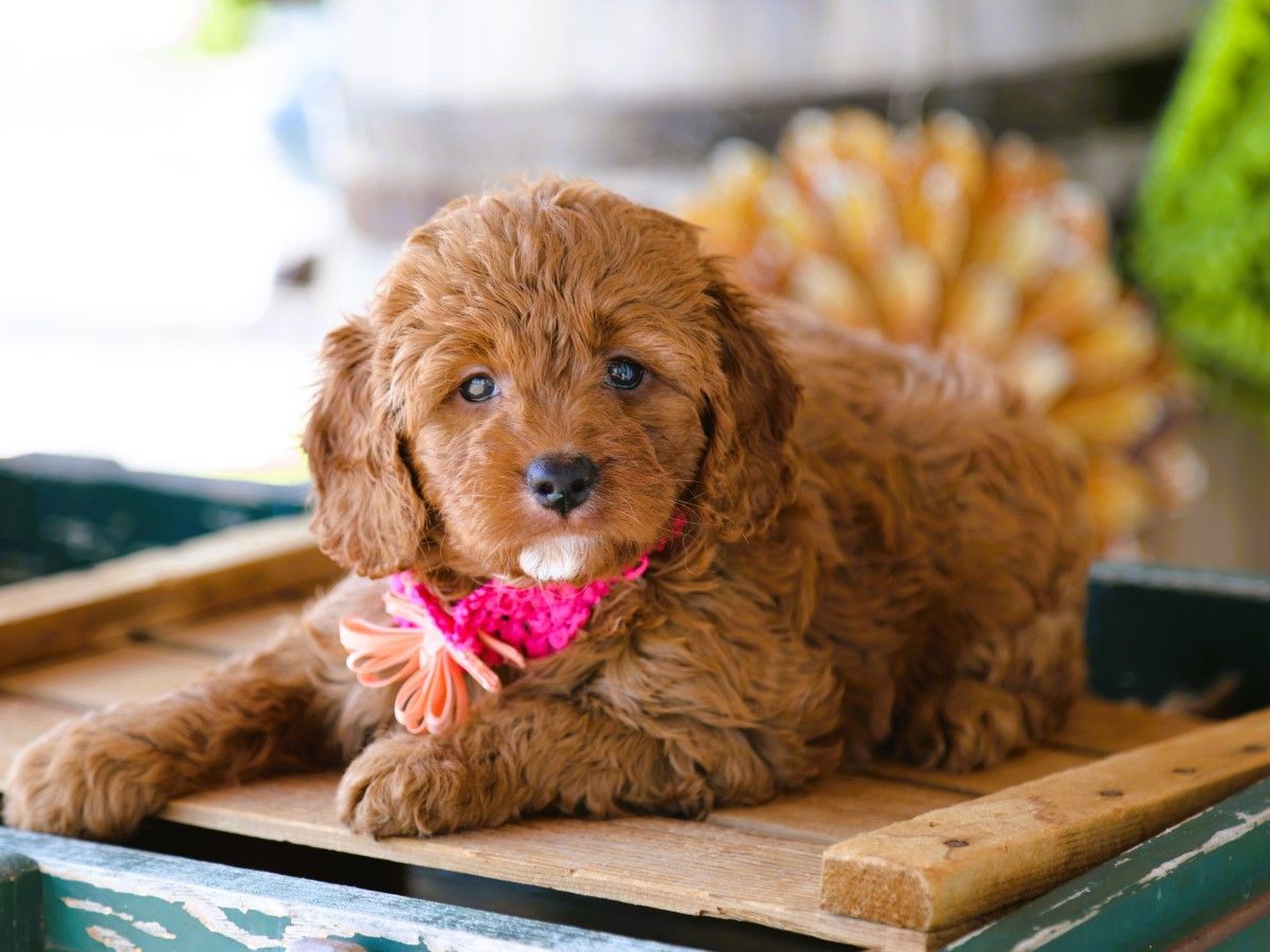  Ivy • click to meet