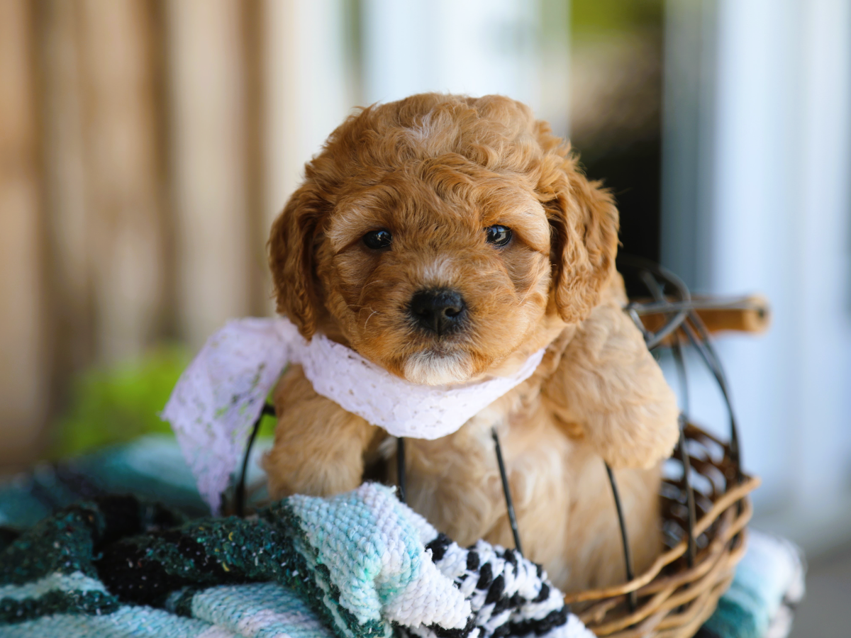 Birdie • click to meet
