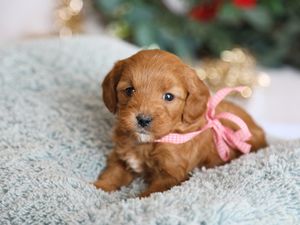 Felicity • click to meet