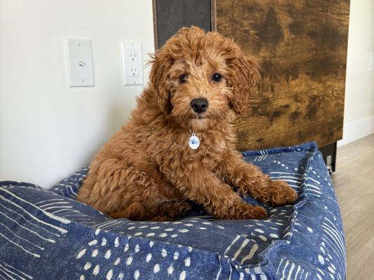 Canoga Park CA CALLI • HOMED
