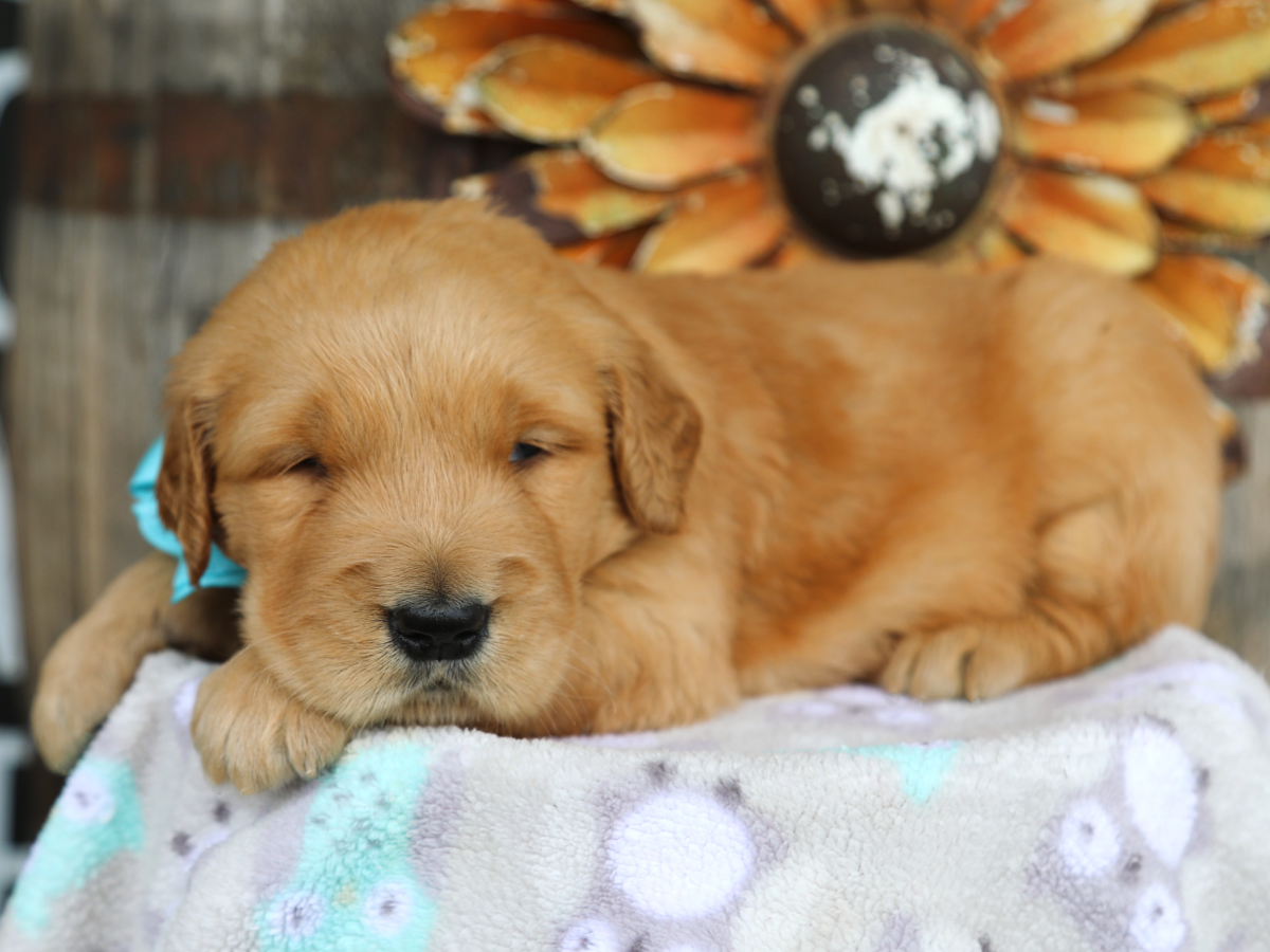 Dakota • click to meet