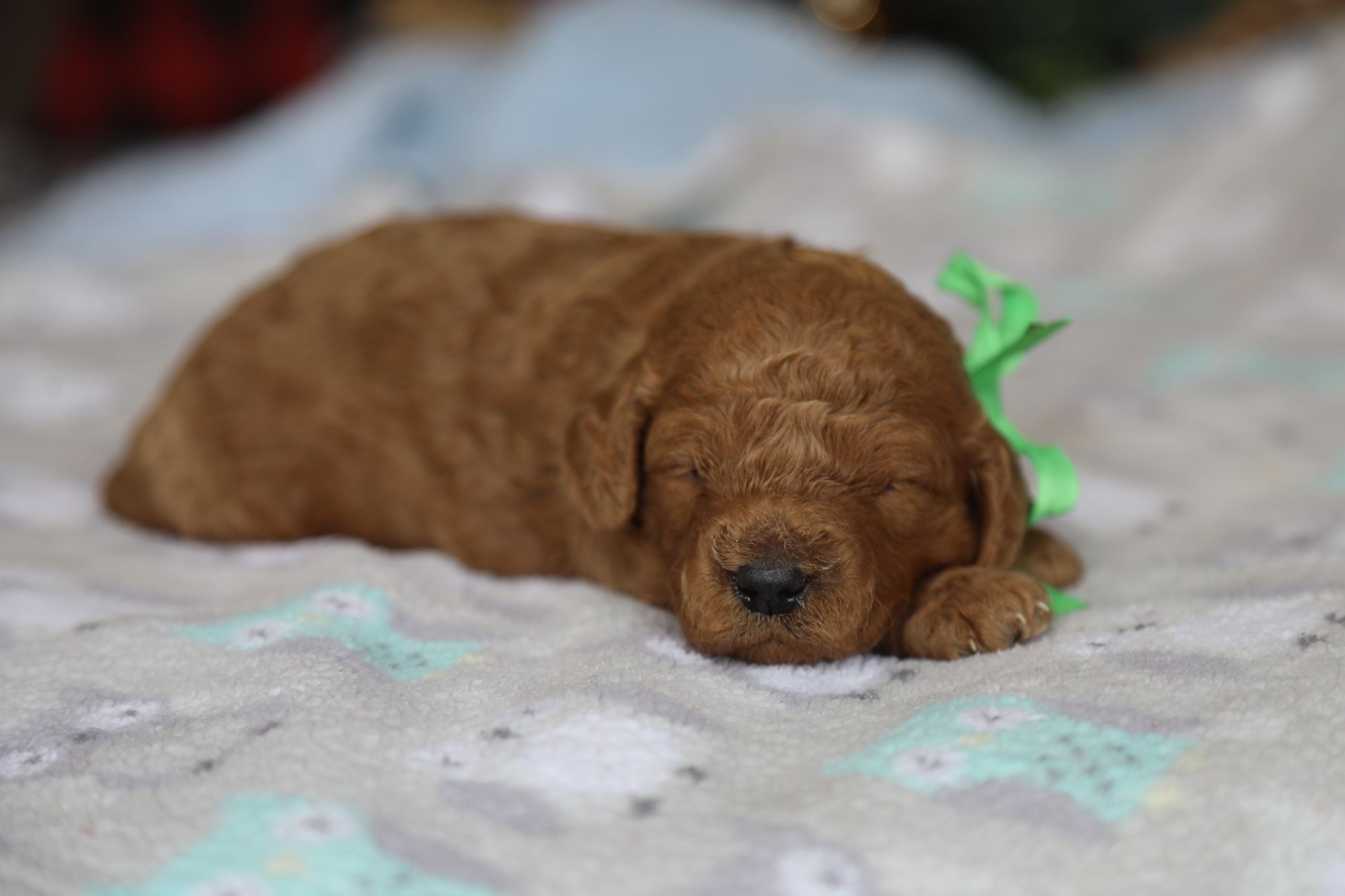 Prince • click to meet